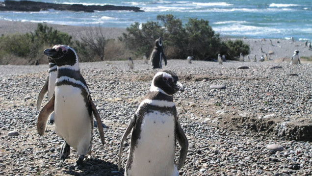 imagen Puerto Madryn en noviembre