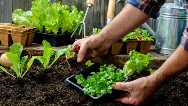 imagen Dictarán Taller sobre Huerta Orgánica en el Comedor