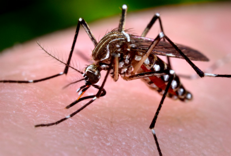 imagen Un verano sin Dengue, Chikungunya y Zika