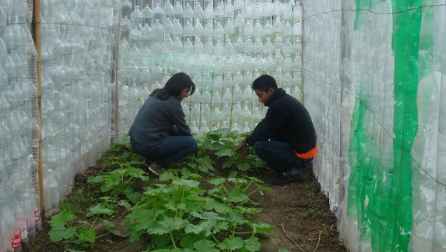 imagen Reciclado de botellas para construir invernadero en el Comedor 