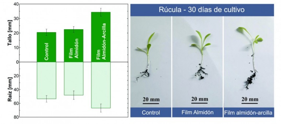 imagen Crean películas biodegradables de almidón para proteger suelos cultivados