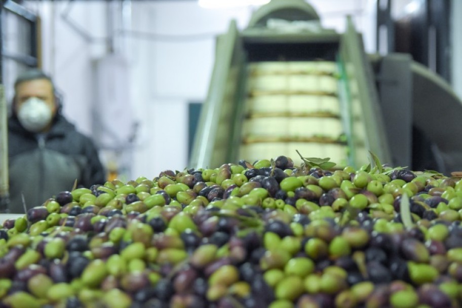 imagen Aceite de oliva mendocino: el aporte de la UNCUYO para alcanzar la Indicación Geográfica