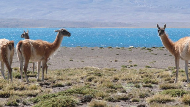 imagen Concurso abierto para Instituto Argentino de Investigaciones de Zonas Áridas (IADIZA)