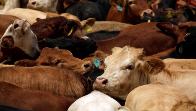 imagen El sector ganadero bovino de Mendoza está reformulando su Plan Estratégico con la asistencia de la UNCUYO 
