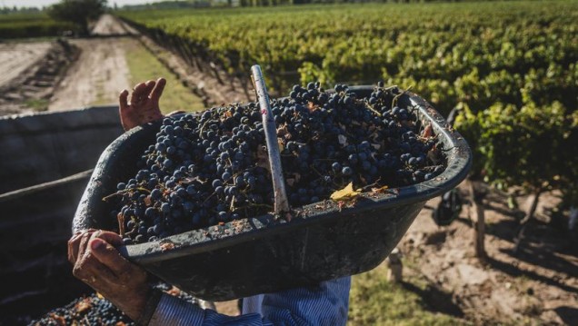 imagen Analizan en un estudio las condiciones de trabajo en el sector vitivinícola