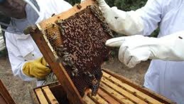 imagen Buenas prácticas en la extracción de la miel        