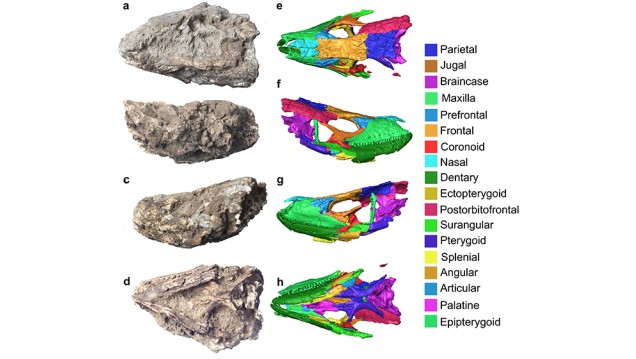 imagen Reconstrucción digital 3D del primer cráneo fósil descubierto del lagarto gigante de La Palma