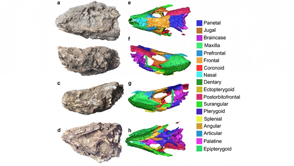 imagen Reconstrucción digital 3D del primer cráneo fósil descubierto del lagarto gigante de La Palma