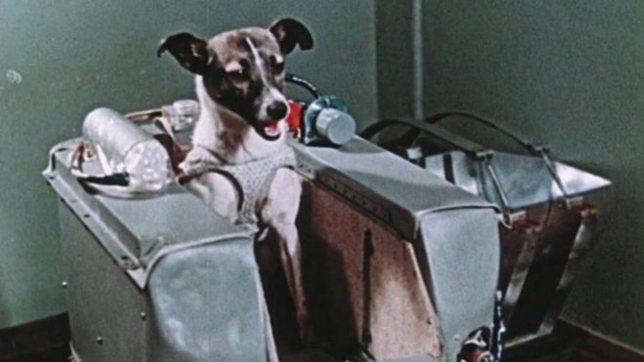 imagen Primer animal en el Espacio