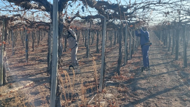 imagen La Mesa Cuatripartita de la Industria Vitivinícola evalúa tareas de poda y tironeo en bodegas