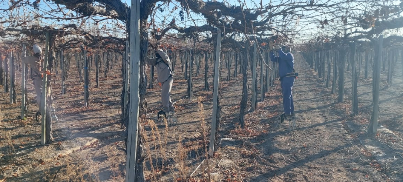 imagen La Mesa Cuatripartita de la Industria Vitivinícola evalúa tareas de poda y tironeo en bodegas