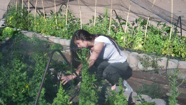 imagen Los chicos del Liceo Agrícola plantarán frutillas en su campo