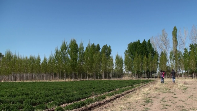 imagen Universitarios colaboran para fortalecer organización de cooperativas agrícolas familiares en el Valle de Uco