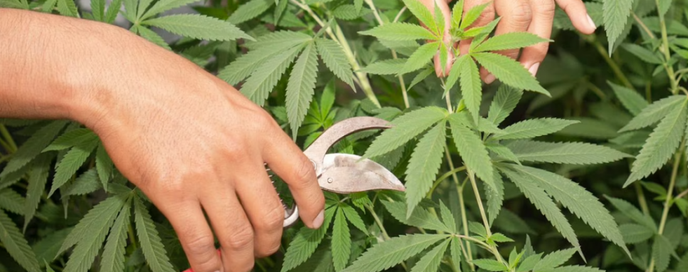 imagen Novedosa capacitación para el cultivo de cannabis