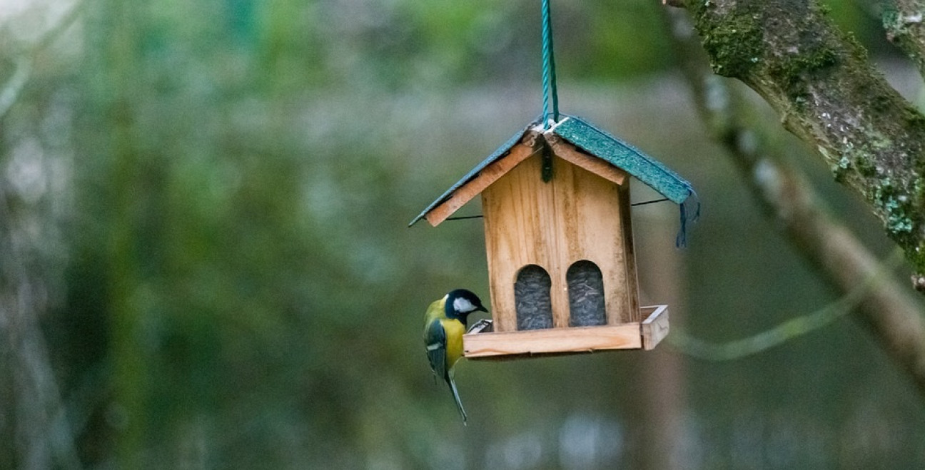 imagen Premian a estudiantes por diseñar y construir cajas nido para aves entomófagas