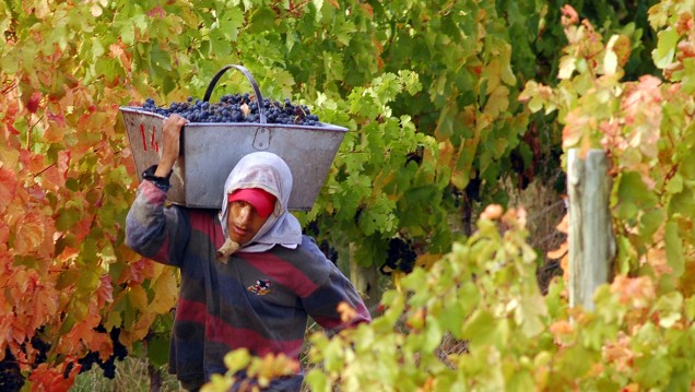 imagen Fomentan la sustentabilidad en la vitivinicultura con un original concurso