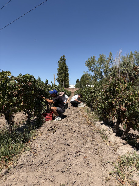 imagen La Vendimia también se vive en la UNCUYO