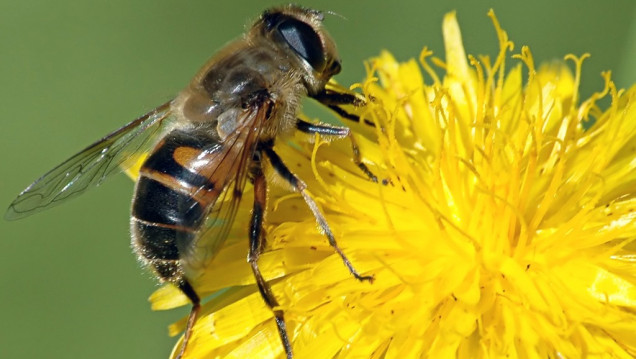 imagen Aconsejarán sobre la importancia de la polinización con abejas