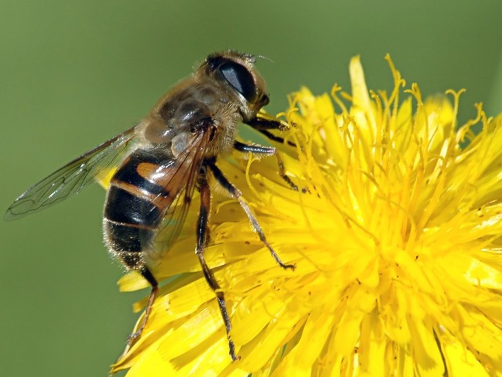 imagen Aconsejarán sobre la importancia de la polinización con abejas