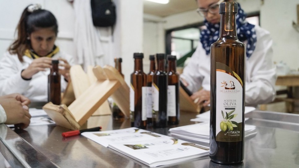 imagen Aceites de oliva de la UNCUYO recibieron nuevos premios