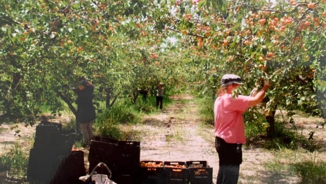 imagen Convocan a estudiantes para realizar prácticas pre-profesionales en la organización Agrojusto