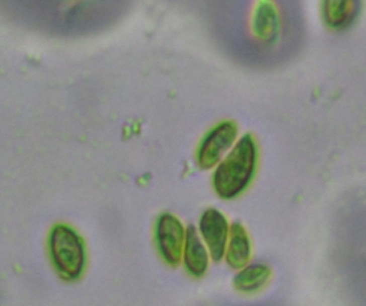 imagen Avanza el cultivo de microalgas para la producción de biocombustibles y proteínas alimenticias