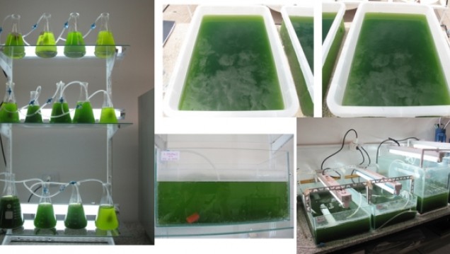 imagen Avanza el cultivo de microalgas para la producción de biocombustibles y proteínas alimenticias