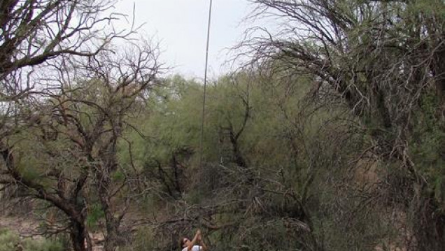 imagen Investigan cómo conservar los bosques de algarrobo