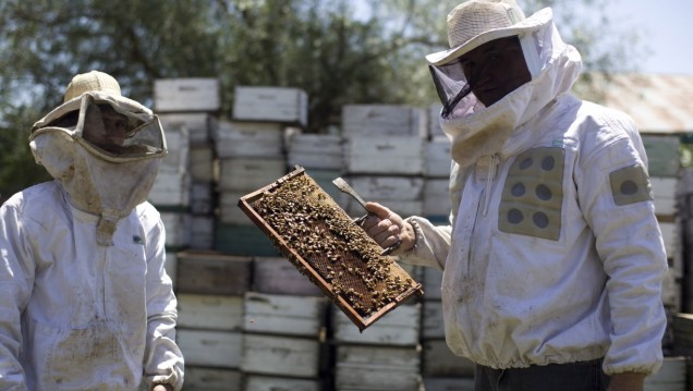 imagen Capacitan a apicultores locales en geomática y teledetección