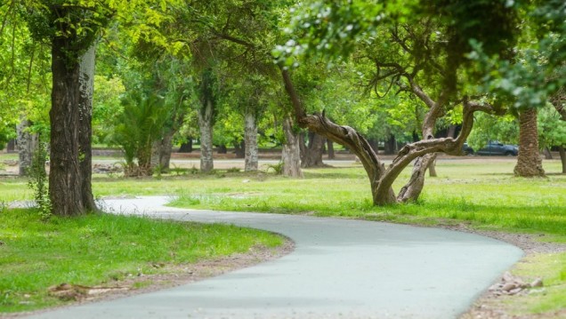 imagen La gestión del arbolado público en la zona metropolitana será tema de análisis en un encuentro virtual