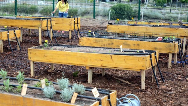 imagen Enseñarán oficio de Auxiliar de huerta