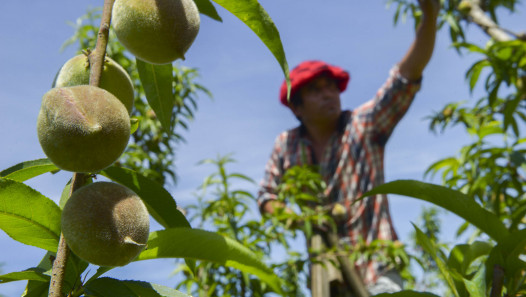 imagen La UNCUYO será sede del principal congreso de horticultura del país