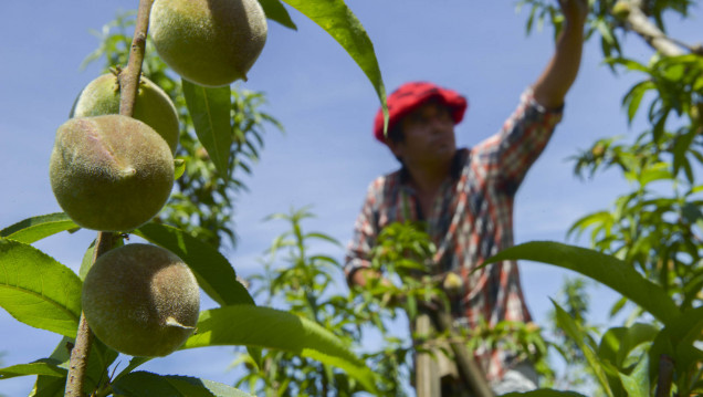 imagen La UNCUYO será sede del principal congreso de horticultura del país