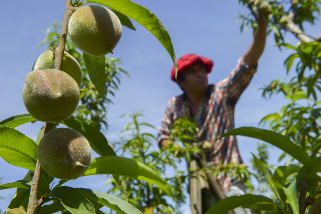 imagen La UNCUYO será sede del principal congreso de horticultura del país