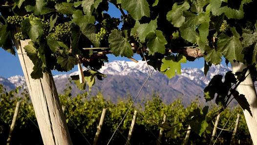 imagen La UNCUYO impulsa la conformación de la Red Latinoamericana del Vino