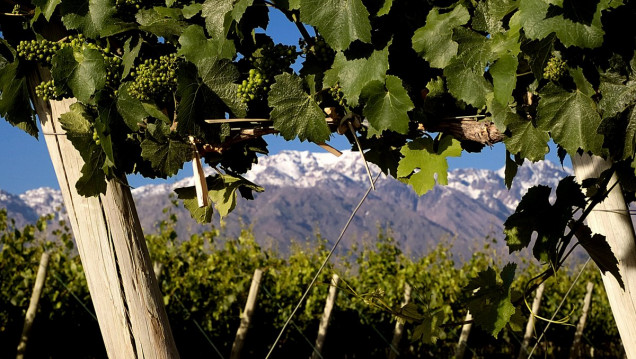 imagen La UNCUYO impulsa la conformación de la Red Latinoamericana del Vino