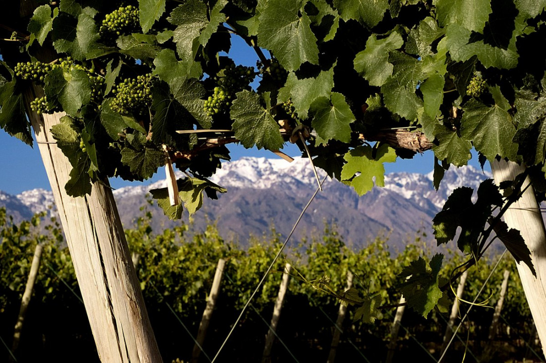 imagen La UNCUYO impulsa la conformación de la Red Latinoamericana del Vino