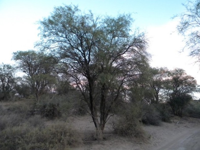 imagen Biólogos del Instituto de Ciencias Básicas se adentran en el desierto para conocer cómo consiguen agua los seres vivos