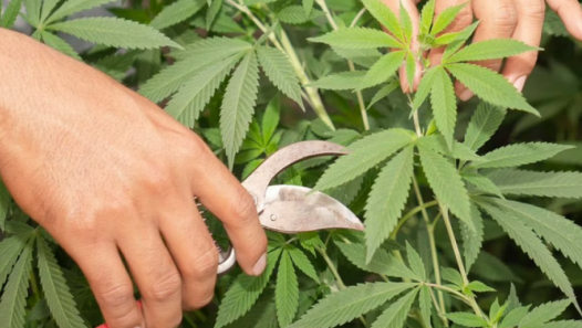 imagen Diplomado de la UNCUYO en cultivo de cannabis: últimos días para inscribirse