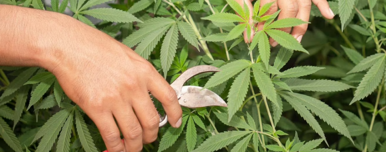 imagen Diplomado de la UNCUYO en cultivo de cannabis: últimos días para inscribirse