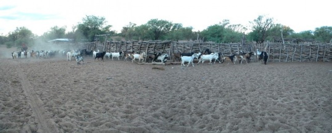 imagen Biólogos del Instituto de Ciencias Básicas se adentran en el desierto para conocer cómo consiguen agua los seres vivos