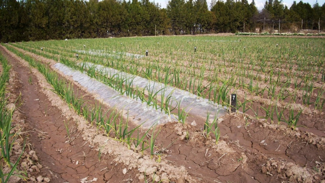 imagen Especialistas debatirán sobre horticultura en unas jornadas