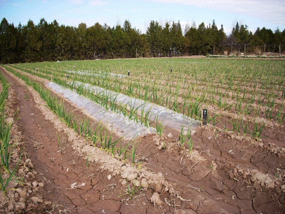 imagen Especialistas debatirán sobre horticultura en unas jornadas