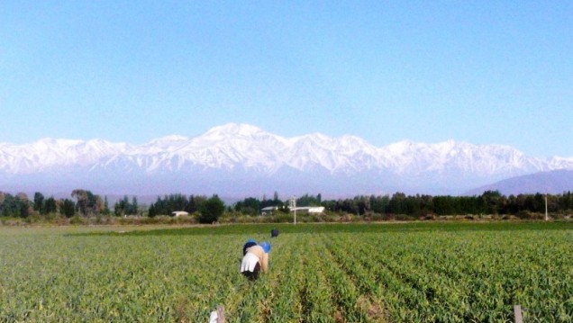 imagen Explicarán el modelo de agricultura sustentable de Knorr