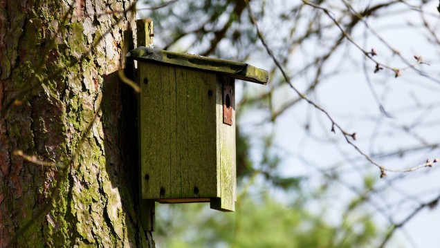 imagen Un concurso premia las mejores cajas nidos y hoteles de insectos