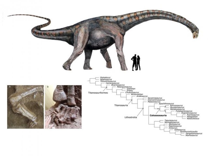 imagen Colossosaurio, el nuevo gigante descubierto en la UNCUYO