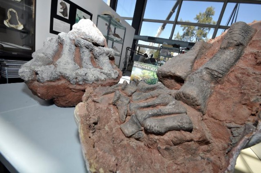 imagen Trasladaron al laboratorio de la UNCuyo restos fósiles de dinosaurios