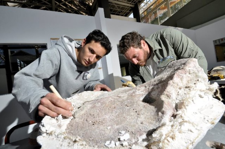 imagen Trasladaron al laboratorio de la UNCuyo restos fósiles de dinosaurios