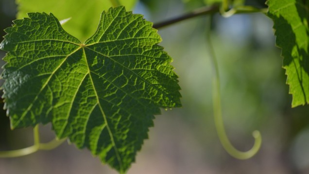 imagen Develan los secretos del vino en el primer café científico del año