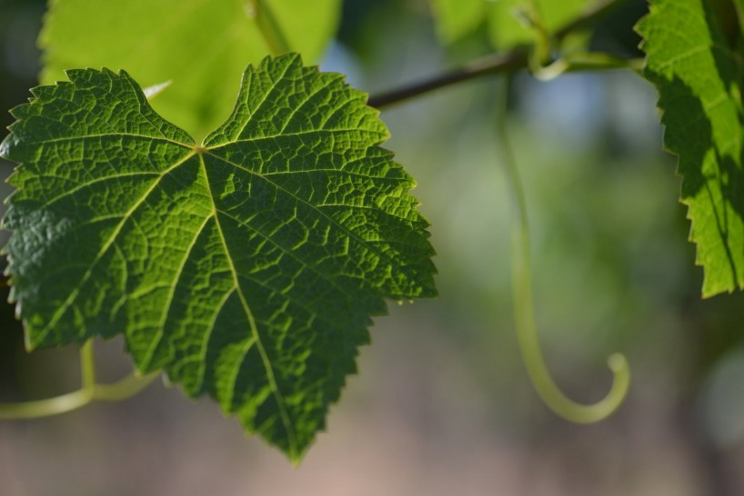 imagen Crean técnica rápida para conocer la salud del vino y la uva